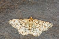 Heliomata glarearia