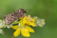 Thalpophila matura