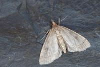 Udea prunalis