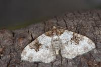 Xanthorhoe fluctuata