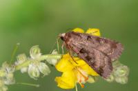 Xestia stigmatica