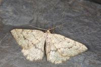 Yezognophos serotinaria serotinoides