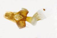 Yezognophos serotinaria serotinoides
