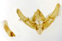 Xestia stigmatica