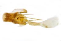 Deileptenia ribeata