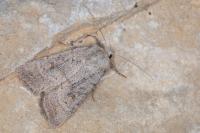 Caradrina terrea