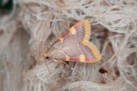 Hypsopygia costalis