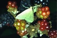 Herminia tarsipennalis