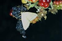 Herminia tarsipennalis