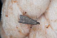 Eccopisa effractella
