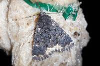 Catephia alchymista