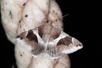 Dysgonia algira