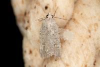 Caradrina flavirena