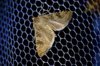 Nomophila noctuella