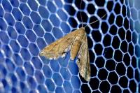 Cataclysta lemnata