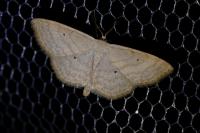 Scopula immutata