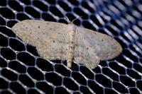 Idaea seriata
