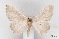 Idaea predotaria