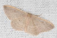 Idaea predotaria