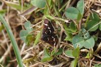Pyrausta nigrata
