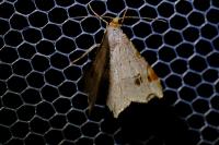 Macaria alternata