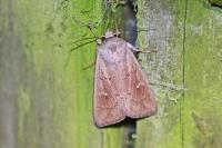Mythimna ferrago