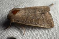 Hoplodrina ambigua