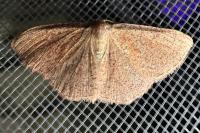 Cyclophora ruficiliaria