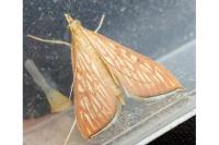 Antigastra catalaunalis
