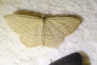 Scopula virgulata