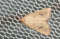 Achyra nudalis