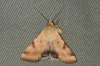Heliothis peltigera