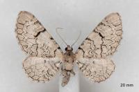Eupithecia schiefereri