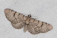 Eupithecia schiefereri