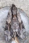 Agrius convolvuli
