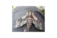 Agrius convolvuli