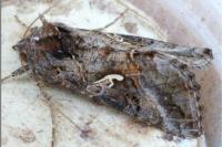 Autographa gamma