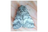 Drymonia querna