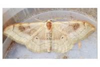 Idaea degeneraria