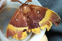 Lasiocampa quercus quercus