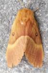 Lasiocampa quercus quercus