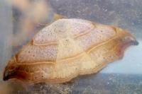 Laspeyria flexula