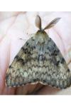 Lymantria dispar