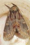 Notodonta dromedarius