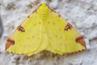 Opisthograptis luteolata