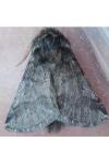 Thaumetopoea processionea