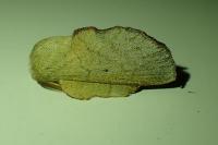 Phyllodesma suberifolia