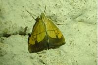 Evergestis limbata