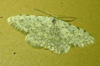 Scopula rufomixtaria