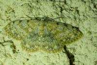 Scopula rufomixtaria